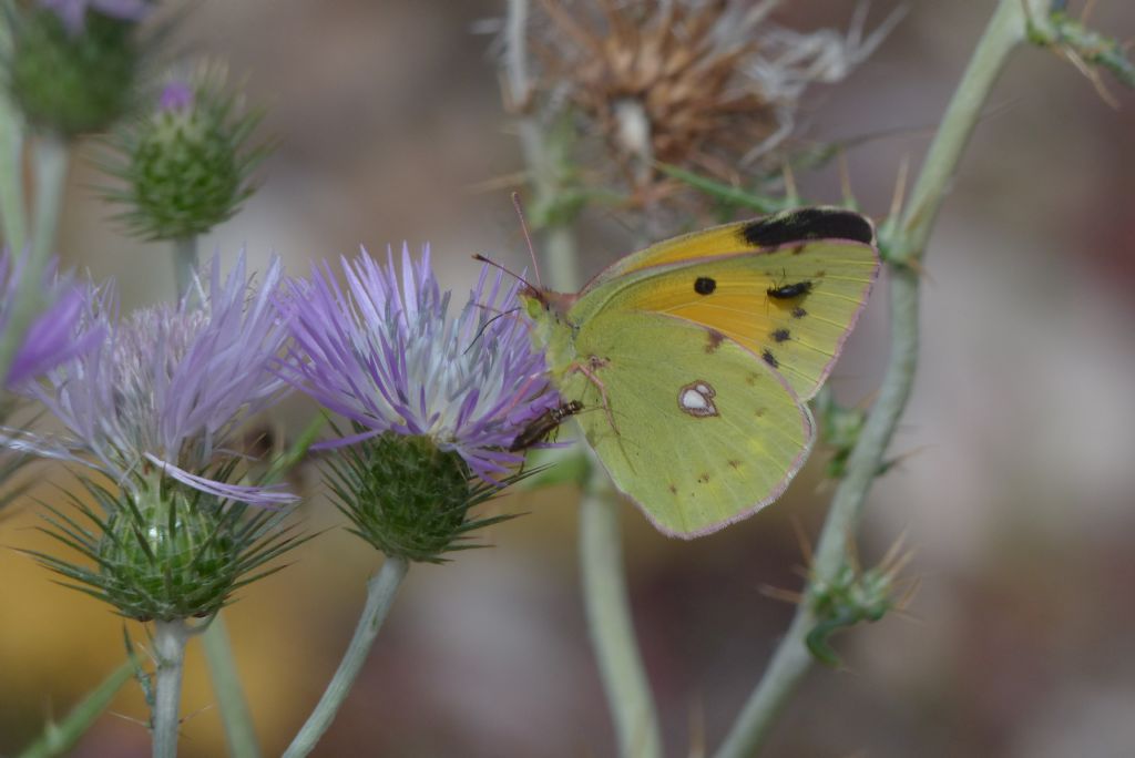 Colias crocea (Pieridae)